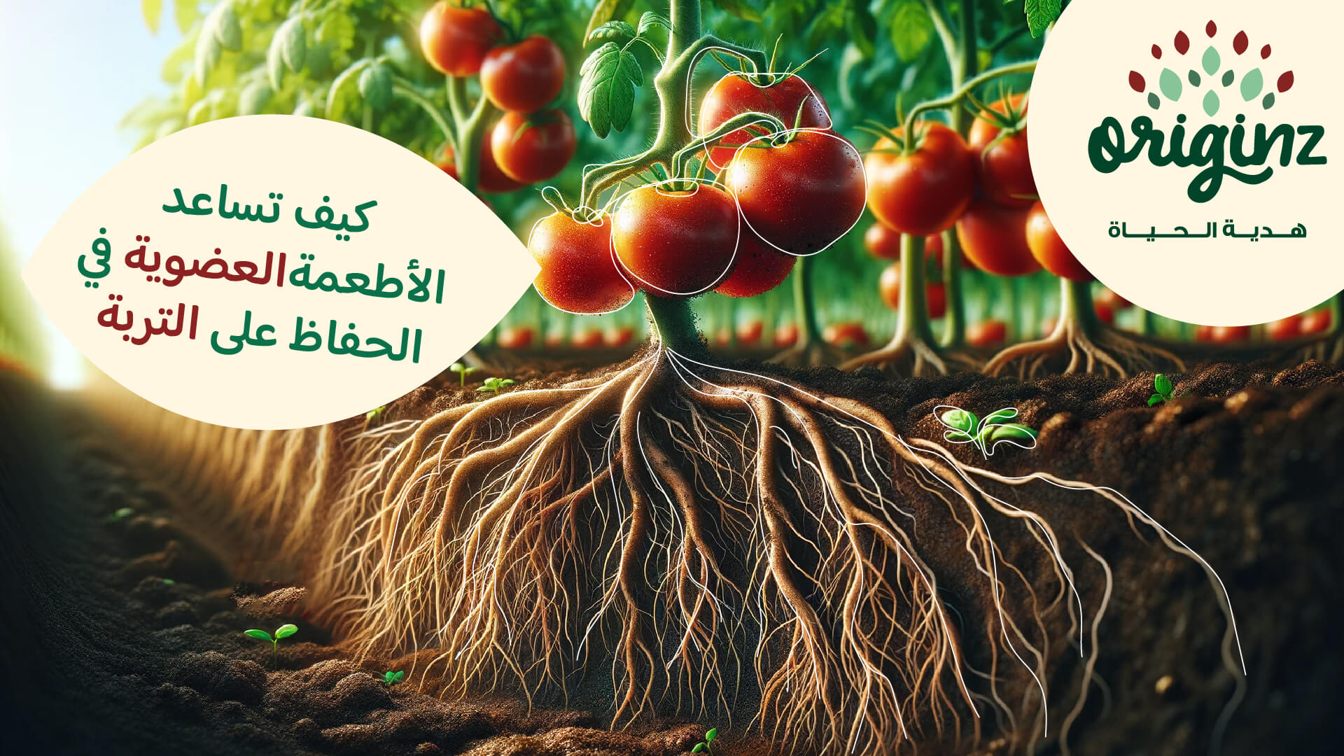 Tomato Paste