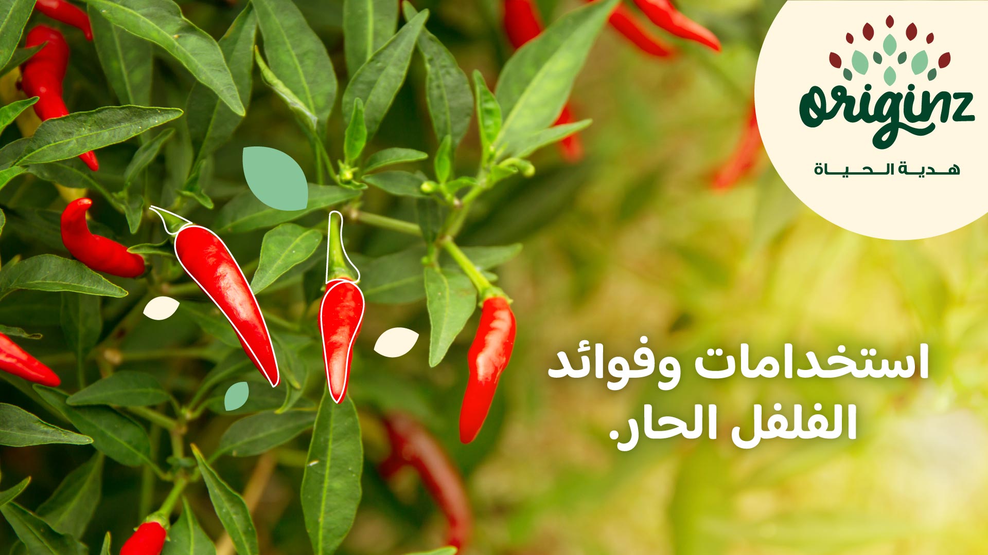 Tomato Paste